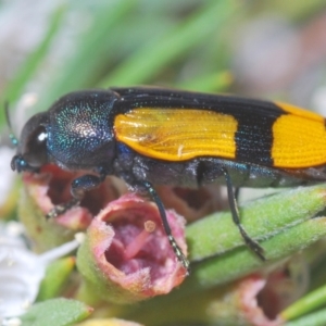 Castiarina skusei at Downer, ACT - 28 Dec 2020 11:41 PM