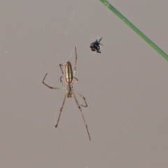 Tetragnatha sp. (genus) (Long-jawed spider) at O'Connor, ACT - 28 Nov 2020 by ConBoekel