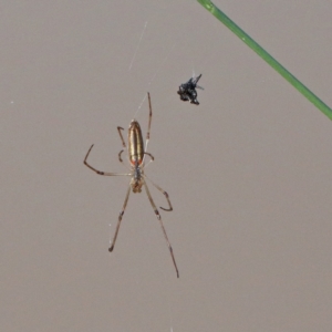 Tetragnatha sp. (genus) at O'Connor, ACT - 28 Nov 2020