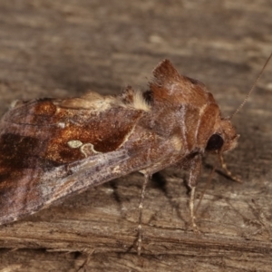 Chrysodeixis eriosoma at Melba, ACT - 15 Dec 2020