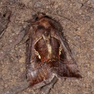 Chrysodeixis eriosoma at Melba, ACT - 15 Dec 2020