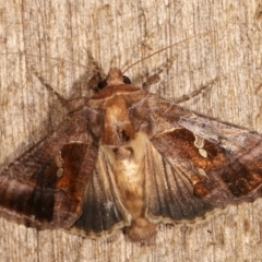 Chrysodeixis eriosoma at Melba, ACT - 15 Dec 2020