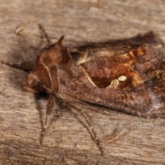 Chrysodeixis eriosoma at Melba, ACT - 15 Dec 2020