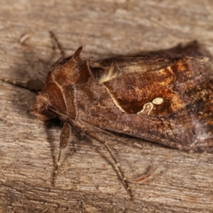 Chrysodeixis eriosoma at Melba, ACT - 15 Dec 2020