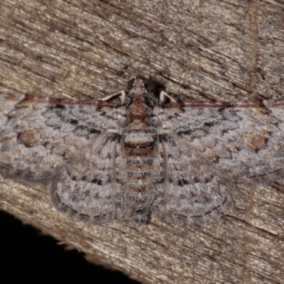 Chloroclystis insigillata (Chloroclystis insigillata) at Melba, ACT - 15 Dec 2020 by kasiaaus