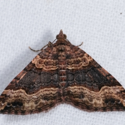 Epyaxa subidaria (Subidaria Moth) at Melba, ACT - 15 Dec 2020 by kasiaaus