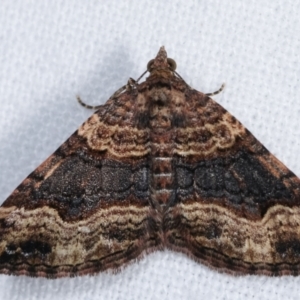 Epyaxa subidaria at Melba, ACT - 15 Dec 2020