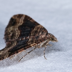 Epyaxa subidaria at Melba, ACT - 15 Dec 2020