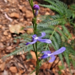 Lobelia dentata at Paddys River, ACT - 31 Dec 2020