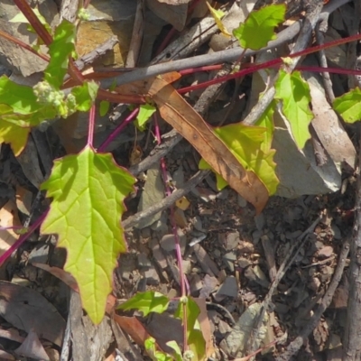 Chenopodium glaucum (Glaucous Goosefoot) at Bolaro, NSW - 17 Dec 2020 by DavidMcKay