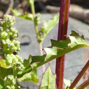 Chenopodium glaucum at Bolaro, NSW - 18 Dec 2020