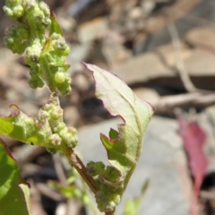 Chenopodium glaucum at Bolaro, NSW - 18 Dec 2020