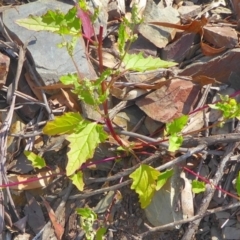 Chenopodium glaucum at Bolaro, NSW - 18 Dec 2020