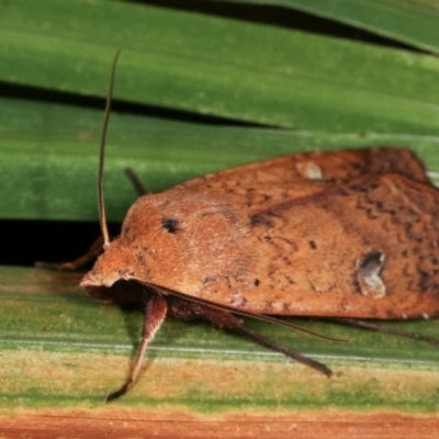 Diarsia intermixta (Chevron Cutworm, Orange Peel Moth.) at Melba, ACT - 14 Dec 2020 by kasiaaus