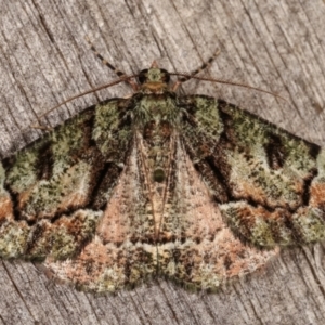 Aeolochroma metarhodata at Melba, ACT - 15 Dec 2020 01:15 AM