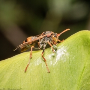 Polistes (Polistella) humilis at Acton, ACT - 31 Dec 2020