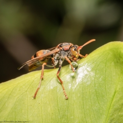 Polistes (Polistella) humilis (Common Paper Wasp) at Acton, ACT - 30 Dec 2020 by Roger