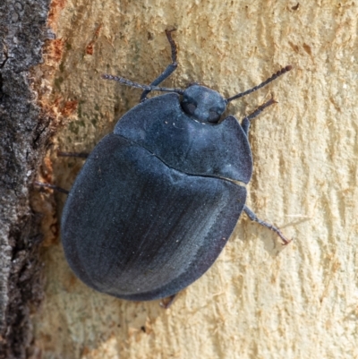 Pterohelaeus piceus (Pie-dish beetle) at Googong, NSW - 31 Dec 2020 by WHall