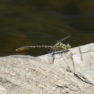 Austrogomphus guerini at Brindabella, NSW - 30 Dec 2020