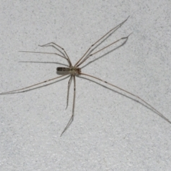 Pholcus phalangioides (Daddy-long-legs spider) at Googong, NSW - 28 Dec 2020 by WHall