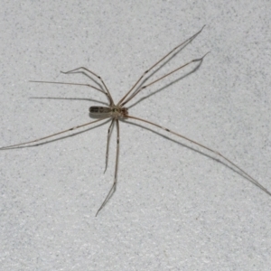 Pholcus phalangioides at Googong, NSW - 28 Dec 2020 09:41 AM