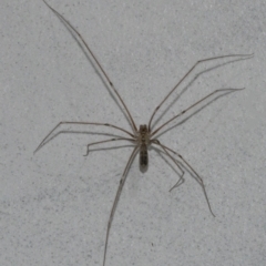 Pholcus phalangioides at Googong, NSW - 28 Dec 2020 09:41 AM