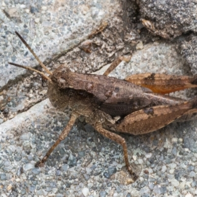 Phaulacridium vittatum (Wingless Grasshopper) at Googong, NSW - 30 Dec 2020 by WHall