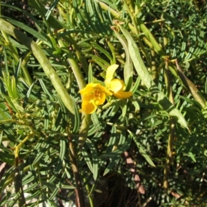 Senna aciphylla at Nangus, NSW - 26 Apr 2005