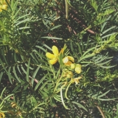 Senna aciphylla at Nangus, NSW - 26 Apr 2005