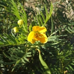 Senna aciphylla at Nangus, NSW - 26 Apr 2005