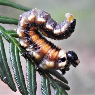 Pergidae sp. (family) (Unidentified Sawfly) at Paddys River, ACT - 31 Dec 2020 by JohnBundock