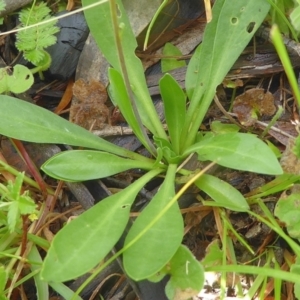 Lagenophora montana at Bolaro, NSW - 17 Dec 2020