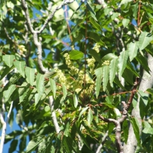 Ailanthus altissima at Jones Creek, NSW - 7 May 2005 11:20 AM