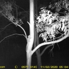 Petaurus norfolcensis (Squirrel Glider) at Wodonga, VIC - 2 Nov 2020 by DMeco