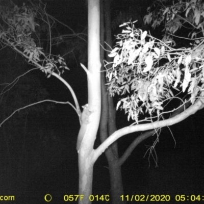 Petaurus norfolcensis (Squirrel Glider) at Wodonga, VIC - 2 Nov 2020 by DMeco