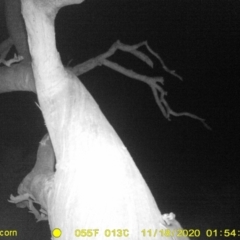 Petaurus norfolcensis (Squirrel Glider) at Baranduda, VIC - 19 Nov 2020 by DMeco