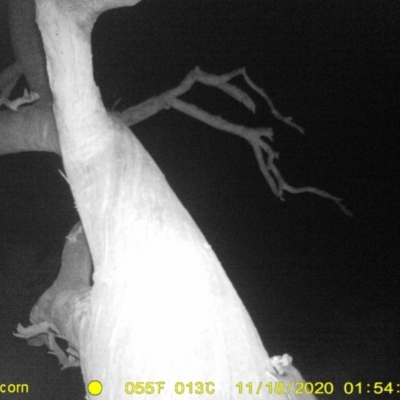 Petaurus norfolcensis (Squirrel Glider) at Baranduda, VIC - 19 Nov 2020 by DMeco
