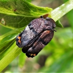 Platybrachys vidua (Eye-patterned Gum Hopper) at Paddys River, ACT - 31 Dec 2020 by JohnBundock