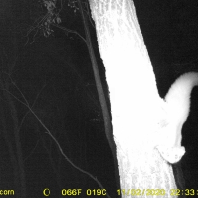 Petaurus norfolcensis (Squirrel Glider) at Monitoring Site 124 - Road - 12 Nov 2020 by DMeco