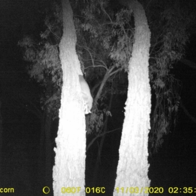 Petaurus norfolcensis (Squirrel Glider) at Wodonga, VIC - 3 Nov 2020 by DMeco