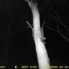Petaurus norfolcensis (Squirrel Glider) at Leneva, VIC - 5 Nov 2020 by DMeco