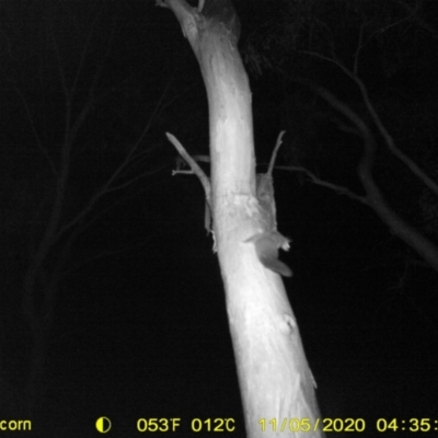 Petaurus norfolcensis (Squirrel Glider) at Leneva, VIC - 5 Nov 2020 by DMeco