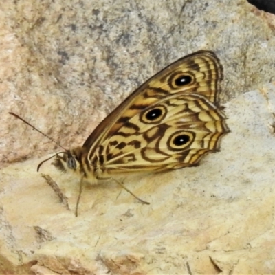 Geitoneura acantha (Ringed Xenica) at Paddys River, ACT - 31 Dec 2020 by JohnBundock