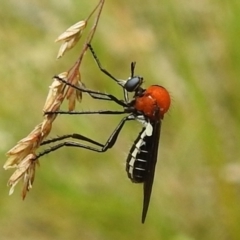 Cabasa pulchella (Robber fly) at Paddys River, ACT - 1 Jan 2021 by HelenCross