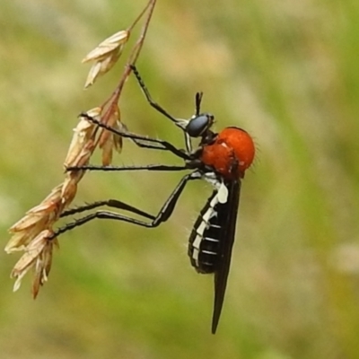 Cabasa pulchella (Robber fly) at Paddys River, ACT - 1 Jan 2021 by HelenCross