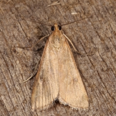 Achyra affinitalis (Cotton Web Spinner) at Melba, ACT - 14 Dec 2020 by kasiaaus