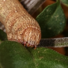 Geometridae (family) IMMATURE at Melba, ACT - 16 Dec 2020