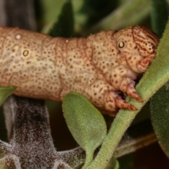 Geometridae (family) IMMATURE at Melba, ACT - 16 Dec 2020