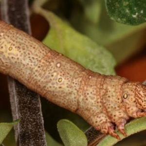 Geometridae (family) IMMATURE at Melba, ACT - 16 Dec 2020