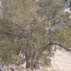 Eucalyptus goniocalyx (Bundy Box) at Jones Creek, NSW - 15 Jun 2005 by abread111